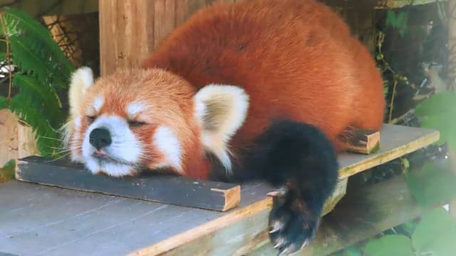 秋吉台自然動物公園サファリランド:レッサーパンダをはじめ、さまざまな動物たちに出会える人気スポット。